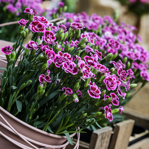 Nelken Sommerblumen